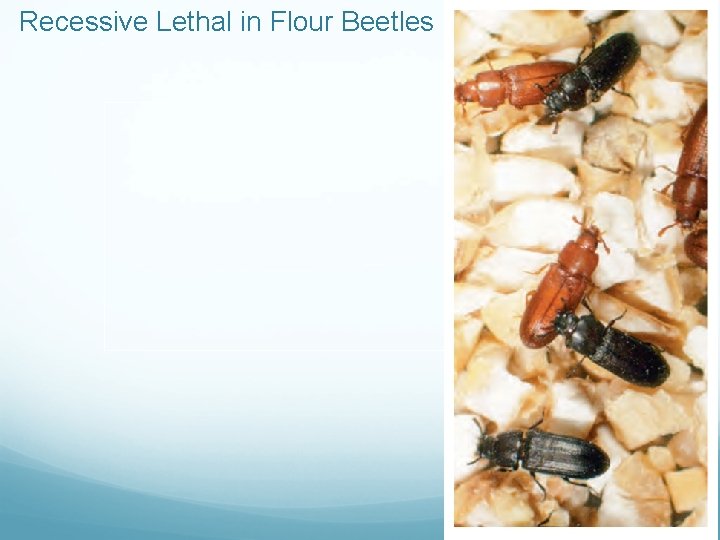 Recessive Lethal in Flour Beetles 