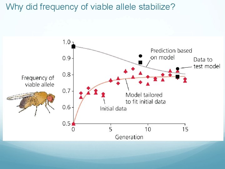 Why did frequency of viable allele stabilize? 