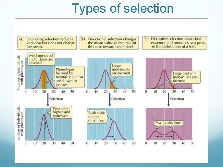 Types of selection 