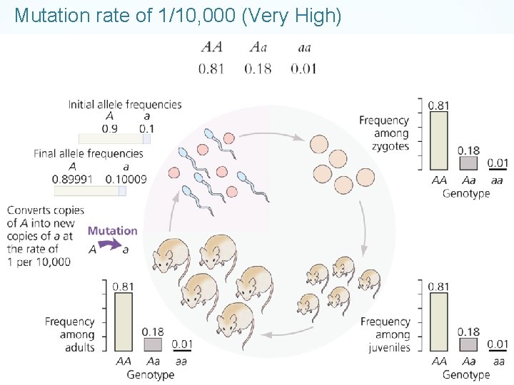 Mutation rate of 1/10, 000 (Very High) 
