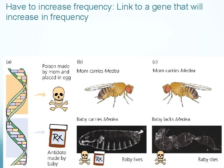 Have to increase frequency: Link to a gene that will increase in frequency 