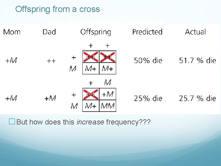 Offspring from a cross �But how does this increase frequency? ? ? 