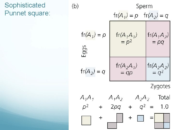 Sophisticated Punnet square: 