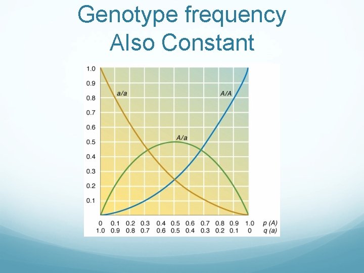 Genotype frequency Also Constant 