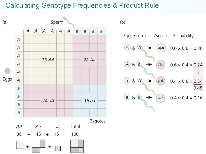 Calculating Genotype Frequencies & Product Rule 