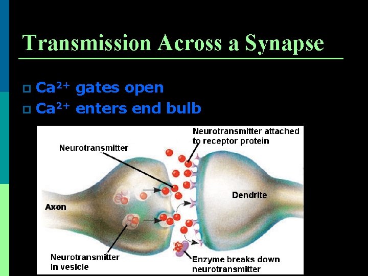 Transmission Across a Synapse Ca 2+ gates open p Ca 2+ enters end bulb