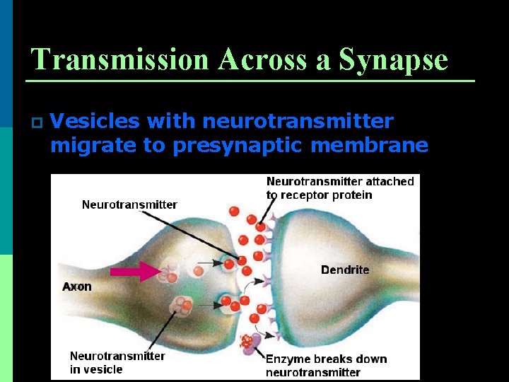 Transmission Across a Synapse p Vesicles with neurotransmitter migrate to presynaptic membrane 