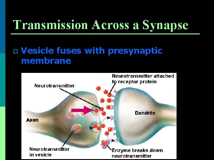 Transmission Across a Synapse p Vesicle fuses with presynaptic membrane 