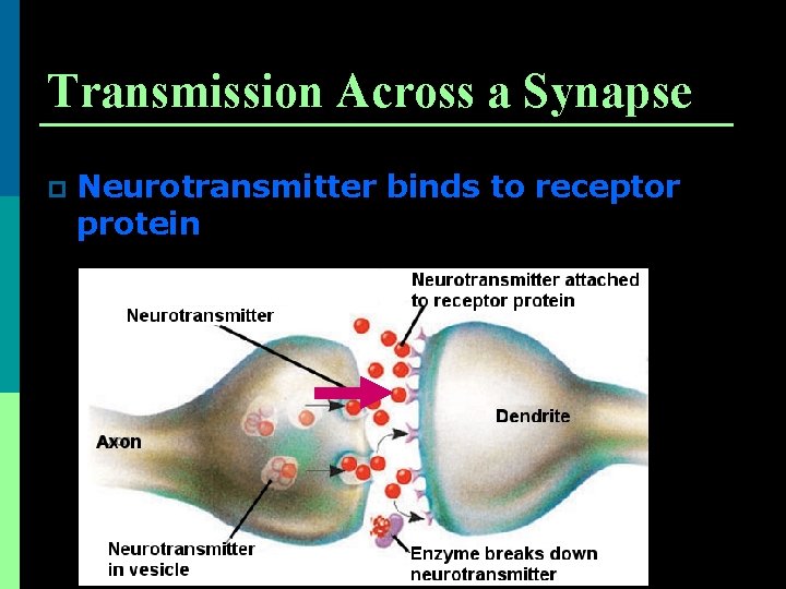 Transmission Across a Synapse p Neurotransmitter binds to receptor protein 