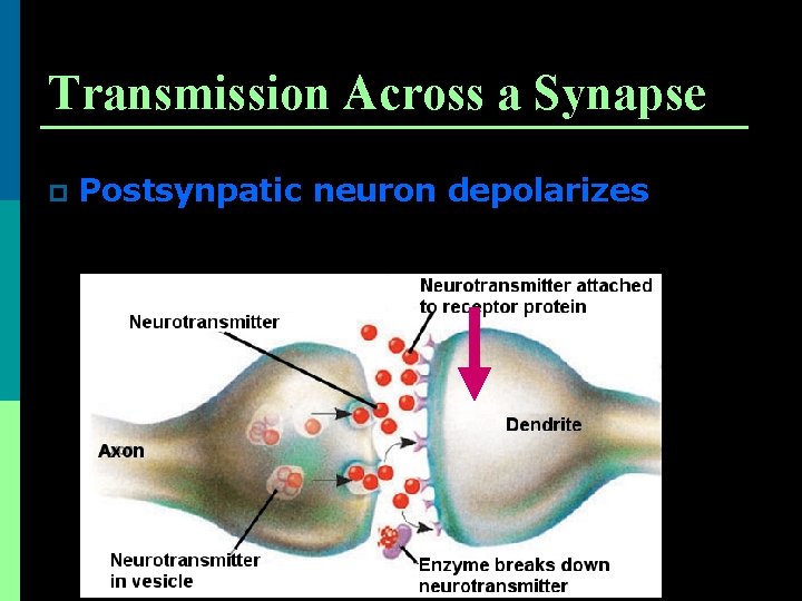 Transmission Across a Synapse p Postsynpatic neuron depolarizes 