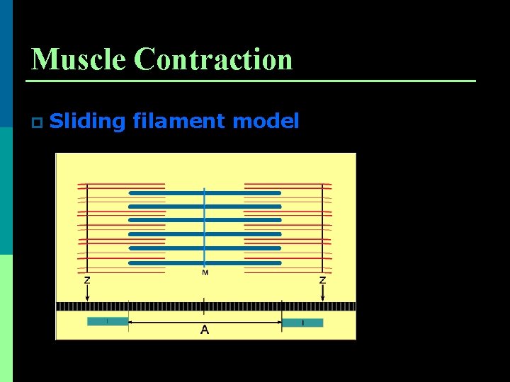 Muscle Contraction p Sliding filament model 