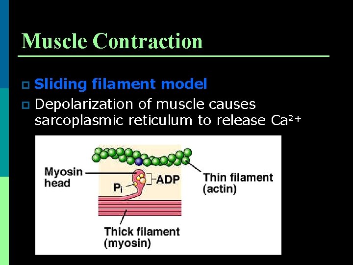 Muscle Contraction Sliding filament model p Depolarization of muscle causes sarcoplasmic reticulum to release