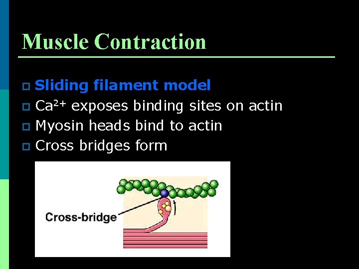 Muscle Contraction Sliding filament model p Ca 2+ exposes binding sites on actin p