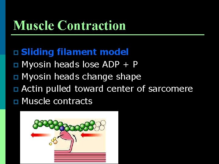 Muscle Contraction Sliding filament model p Myosin heads lose ADP + P p Myosin