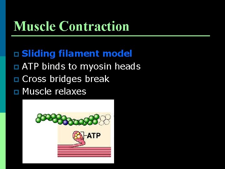Muscle Contraction Sliding filament model p ATP binds to myosin heads p Cross bridges