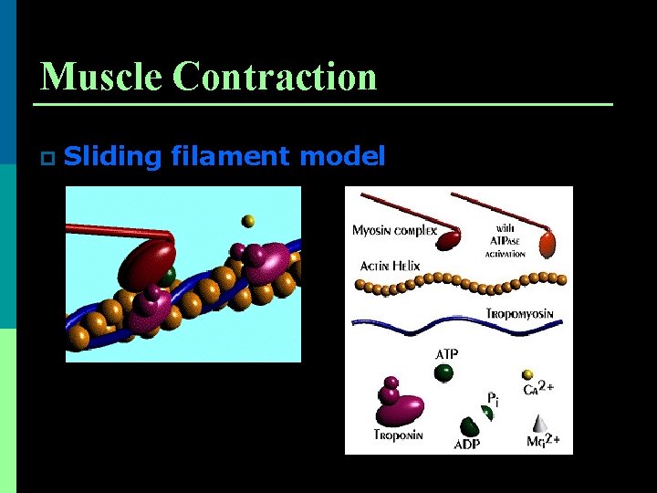 Muscle Contraction p Sliding filament model 