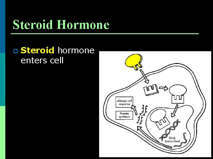 Steroid Hormone p Steroid hormone enters cell 