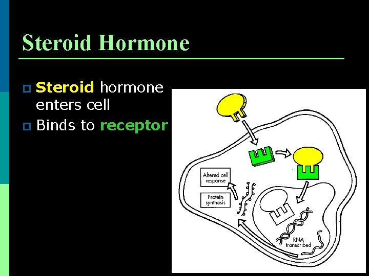 Steroid Hormone Steroid hormone enters cell p Binds to receptor p 