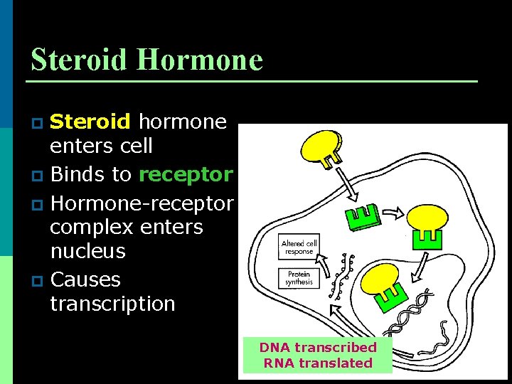 Steroid Hormone Steroid hormone enters cell p Binds to receptor p Hormone-receptor complex enters