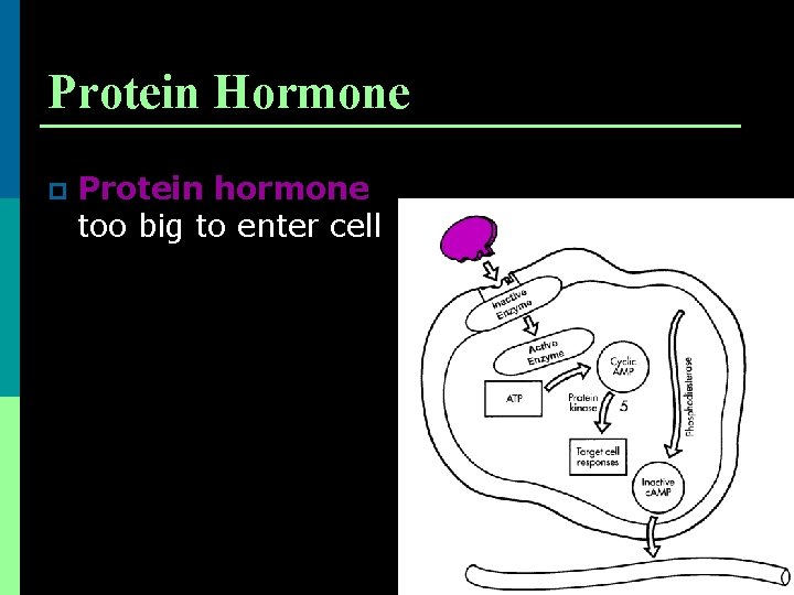 Protein Hormone p Protein hormone too big to enter cell 