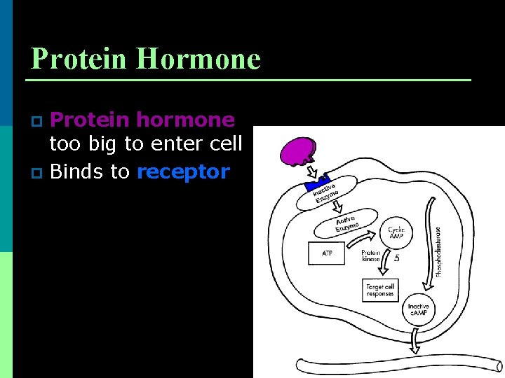 Protein Hormone Protein hormone too big to enter cell p Binds to receptor p