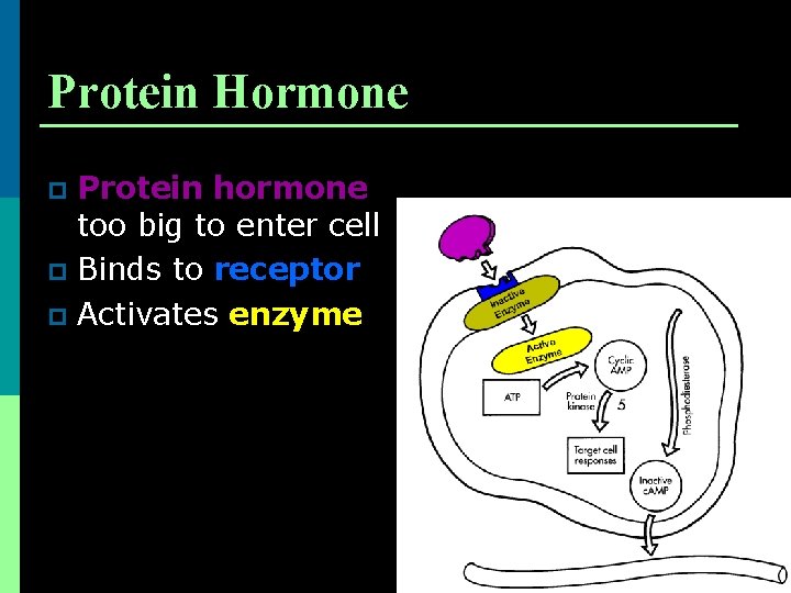 Protein Hormone Protein hormone too big to enter cell p Binds to receptor p