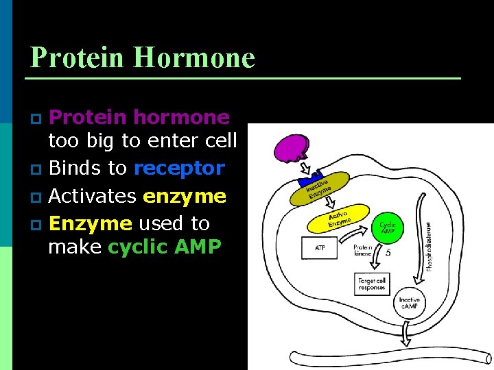 Protein Hormone Protein hormone too big to enter cell p Binds to receptor p