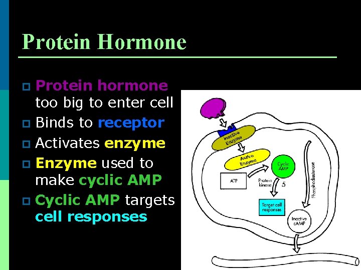 Protein Hormone Protein hormone too big to enter cell p Binds to receptor p