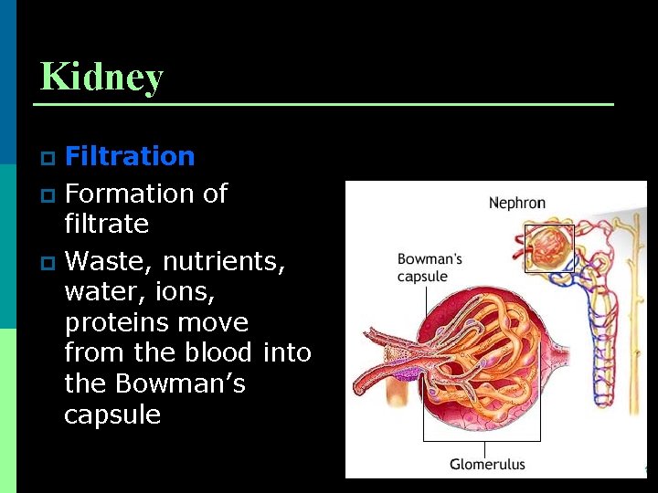 Kidney Filtration p Formation of filtrate p Waste, nutrients, water, ions, proteins move from