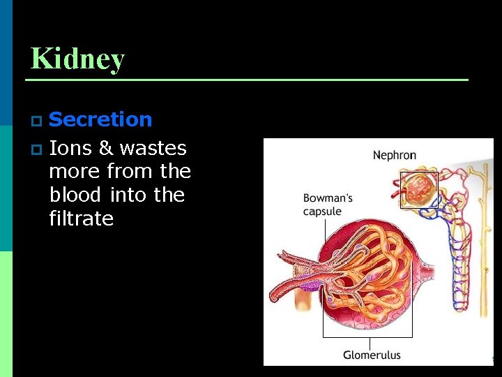 Kidney Secretion p Ions & wastes more from the blood into the filtrate p