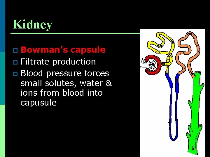 Kidney Bowman’s capsule p Filtrate production p Blood pressure forces small solutes, water &