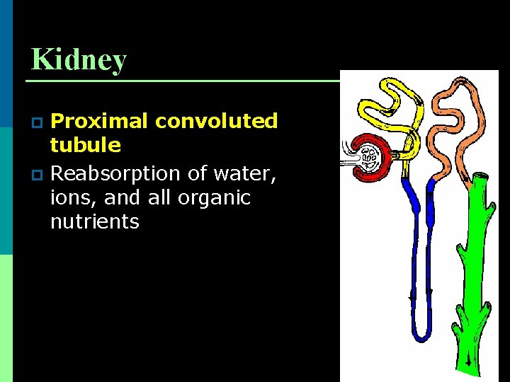 Kidney Proximal convoluted tubule p Reabsorption of water, ions, and all organic nutrients p