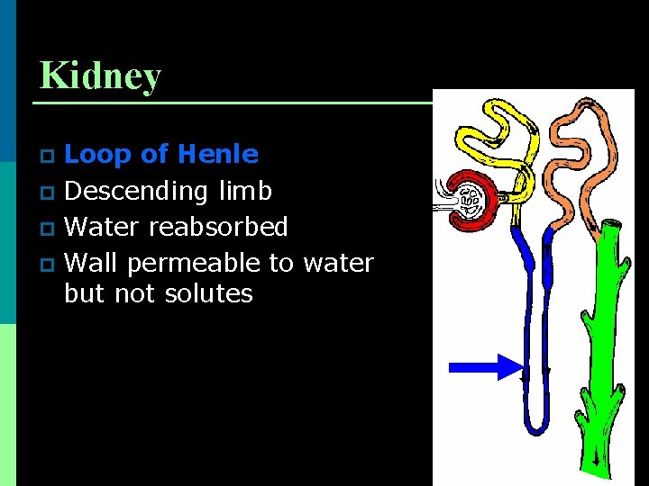Kidney Loop of Henle p Descending limb p Water reabsorbed p Wall permeable to