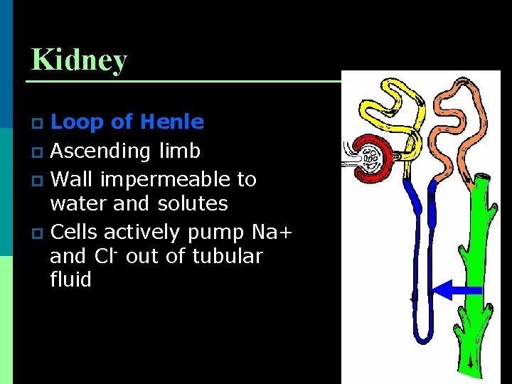 Kidney Loop of Henle p Ascending limb p Wall impermeable to water and solutes