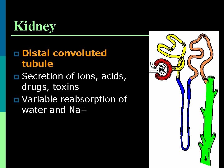 Kidney Distal convoluted tubule p Secretion of ions, acids, drugs, toxins p Variable reabsorption