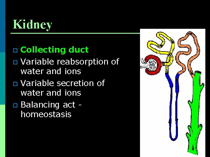 Kidney Collecting duct p Variable reabsorption of water and ions p Variable secretion of