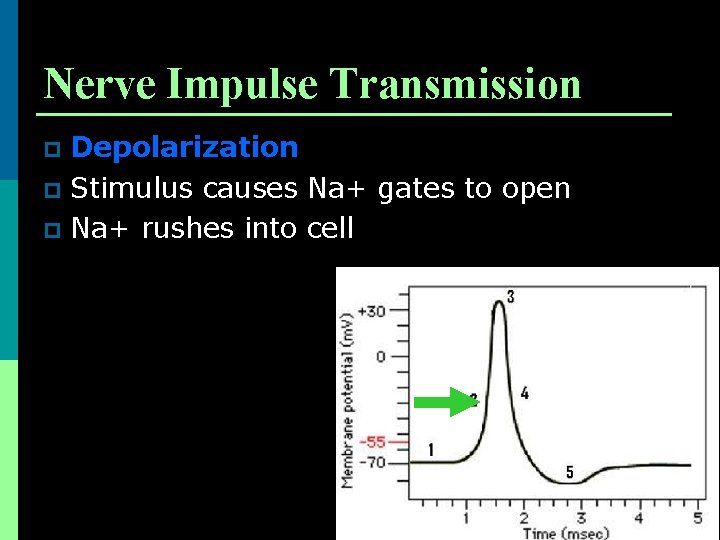 Nerve Impulse Transmission Depolarization p Stimulus causes Na+ gates to open p Na+ rushes
