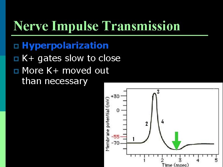 Nerve Impulse Transmission Hyperpolarization p K+ gates slow to close p More K+ moved