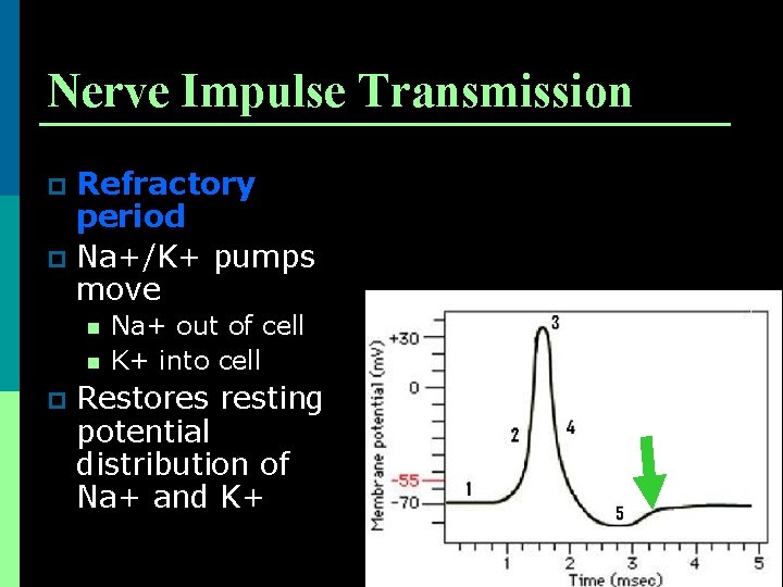 Nerve Impulse Transmission Refractory period p Na+/K+ pumps move p n n p Na+
