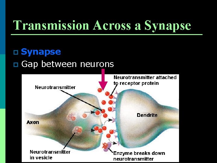 Transmission Across a Synapse p Gap between neurons p 