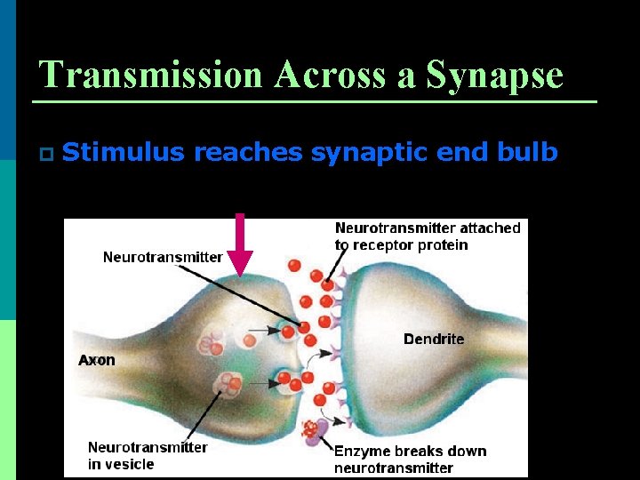 Transmission Across a Synapse p Stimulus reaches synaptic end bulb 