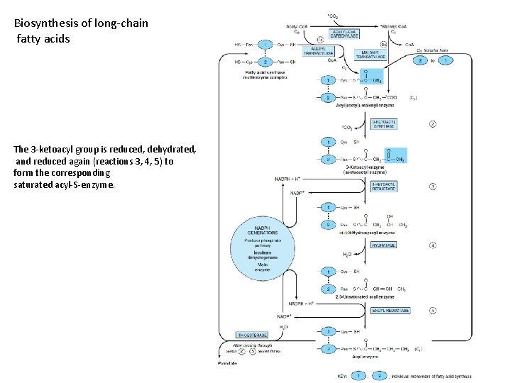 Biosynthesis of long-chain fatty acids The 3 -ketoacyl group is reduced, dehydrated, and reduced