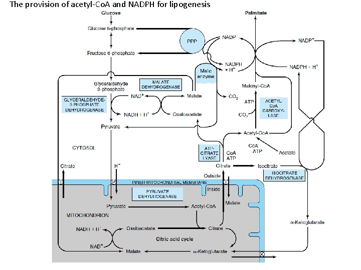 The provision of acetyl-Co. A and NADPH for lipogenesis 