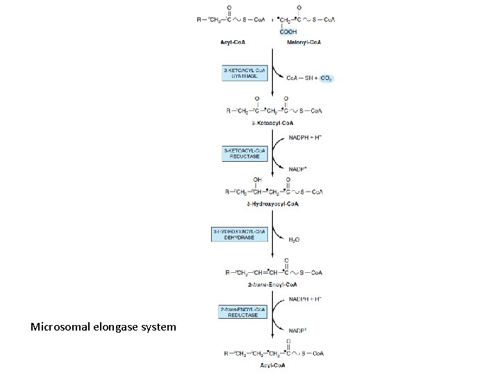 Microsomal elongase system 