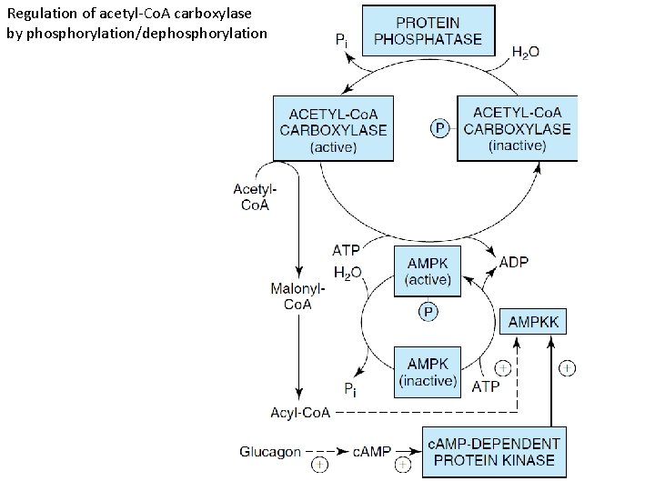 Regulation of acetyl-Co. A carboxylase by phosphorylation/dephosphorylation 