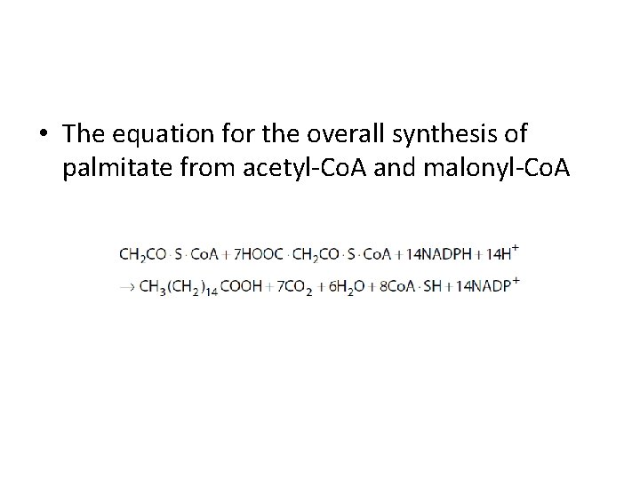  • The equation for the overall synthesis of palmitate from acetyl-Co. A and