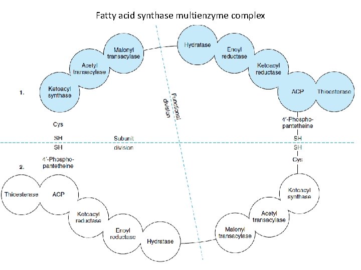 Fatty acid synthase multienzyme complex 