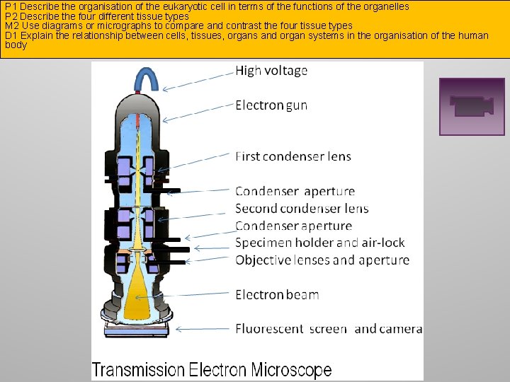 P 1 Describe the organisation of the eukaryotic cell in terms of the functions
