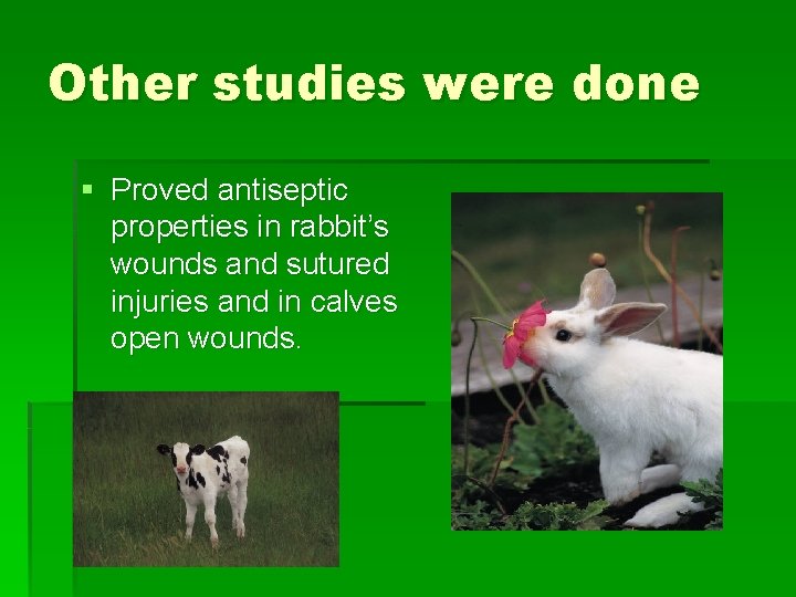 Other studies were done § Proved antiseptic properties in rabbit’s wounds and sutured injuries