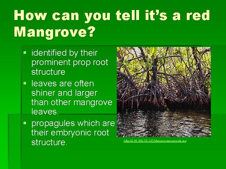 How can you tell it’s a red Mangrove? § identified by their prominent prop